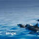 BingX và WDC đạt thành tựu mới trong dự án ngăn chặn nuôi nhốt cá voi và cá heo